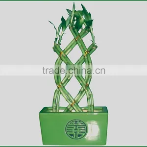 18 Stems Braided Lucky Bamboo Bonsai Tree Dracaena Sanderiana Indoor Aquatic Feng Shui Plants Nursery Garden Decoration thumbnail-4