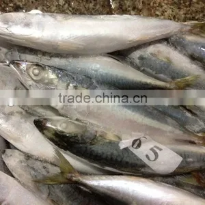 New Stock BQF WR Frozen Fish Mackerel 150g thumbnail-2