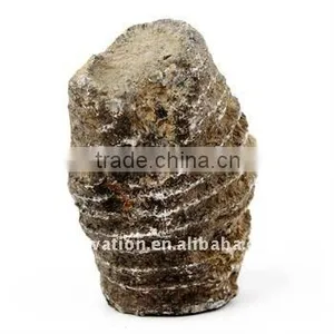 Fossil Specimens, Rugose Coral thumbnail-1