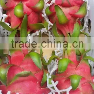 DRAGON FRUIT thumbnail-4