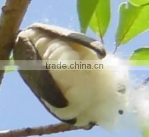 Gossampinus Malabarica Seedling thumbnail-4