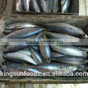 Export Whole Round Seafood Fish Wholesale Frozen Skipjack Sea Food Tuna Price Kingsun Foods thumbnail-3
