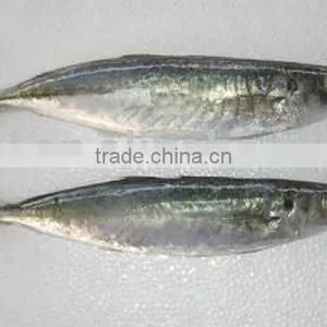 Frozen Blue Scad, Blue Mackerel Scad thumbnail-1