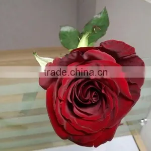 2016 Hot Sale Decorative Rose Flower Valentine's Day Occasion Fresh Cut Rose Flower Single Head thumbnail-2