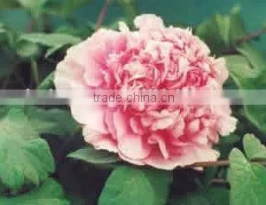 Tree Peony Plant Root thumbnail-1