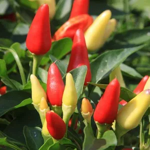 Landscaping Indoor Potted Plants Customized Size Outdoor Field Green thumbnail-1