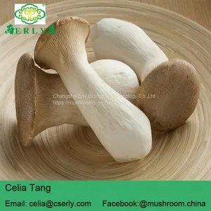 DRIED KING OYSTER MUSHROOM thumbnail-2