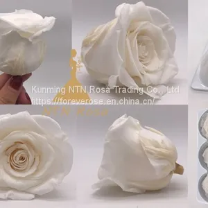 Beautiful Blue Rose for Floral Design Flowers Preservation for Anniversary Decoration thumbnail-2