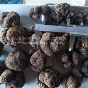 Factory Price Premium Quality Chinese Wild Fresh Black Truffle Mushroom Whole (3-5CM) thumbnail-1