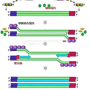 Novel Coronavirus (COVID-19) Nucleic Acid Detection Kit thumbnail-5