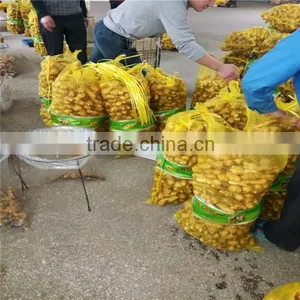 Chinese Fresh Ginger With Different Size thumbnail-2