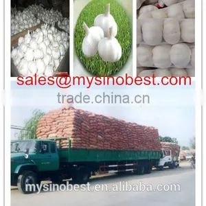 High Quality 2016 Fresh Garlic New Crop Chinese Fresh Garlic thumbnail-2