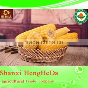 Com for Sale Indian Yellow Maize Corn thumbnail-1