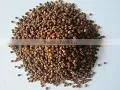 Red Pepper thumbnail-1