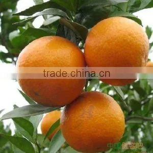 Orange thumbnail-1