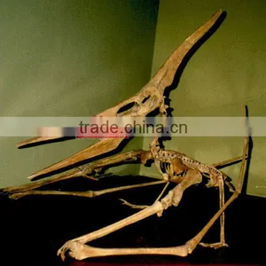 Museum Quality Dinosaur Skeleton Replicas Fossil thumbnail-1