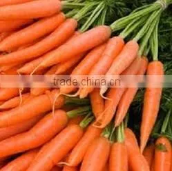 Fresh Carrot India/Fresh New Crop 2016 Carrot thumbnail-2