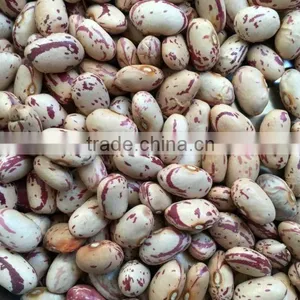 Small Round Shape Ight Speckled Kidney Bean Pinto Bean thumbnail-1