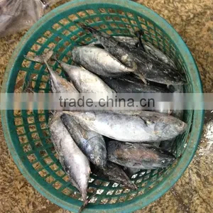 Frozen Quick Bonito Tuna Fish thumbnail-1