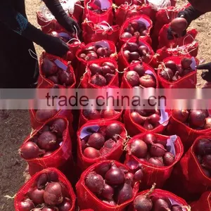 Get New Crop Of Onions thumbnail-2