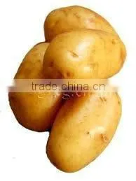 Chinese Fresh Yellow Potato thumbnail-1