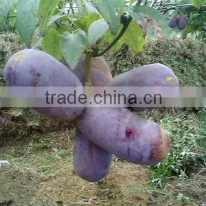 High Quality Rare Fruit Tree Seeds For Planting Holboellia Latifolia Wall Seeds thumbnail-2