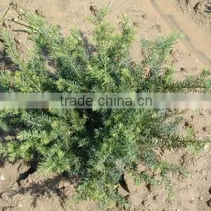 Taxus Bocc. Repandens Plant thumbnail-1
