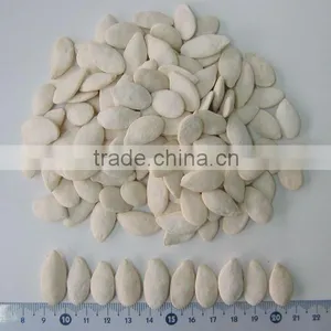 Hot Selling Products Grade A Pumpkin Seeds for Snacks thumbnail-1