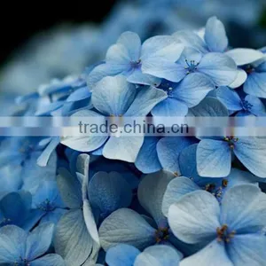 The Shrub Plant Hydrangea Macrophylla Seedling thumbnail-4