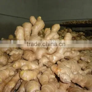 Fresh Ginger thumbnail-4