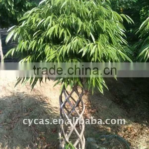 Ficus Ali thumbnail-1