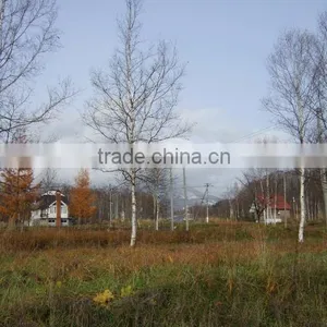 Niseko Forest Avenue,Hokkaido,Japan thumbnail-1