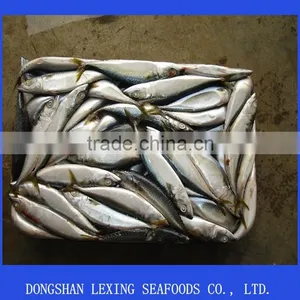 Frozen Pacific Mackerel Fish Whole Round thumbnail-1