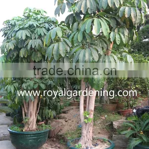 Schefflera (Schefflera Actinophylla) Shrub Trees thumbnail-1