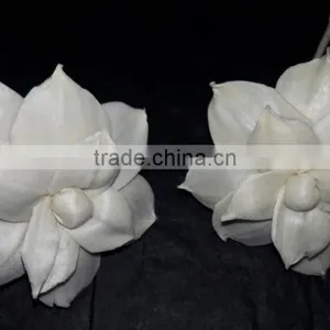 7044-7052 Sola Flower for Diffuser thumbnail-3