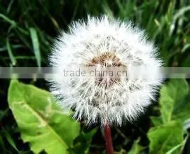 Pure Dandelion Extract, Herba Taraxaci, Dandelion Root Extract Powder thumbnail-1