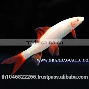 Rainbow Shark Albino / Ornamental Fish Exporter thumbnail-4