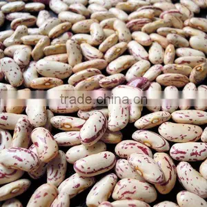 Kidney Bean thumbnail-1