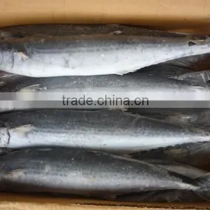 2015 Frozen Spanish Mackerel Whole Round thumbnail-1