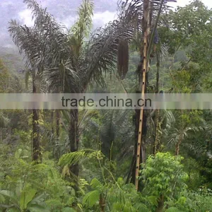 Indonesia Granulated Organic Arenga Palm Sugar in Bulk thumbnail-2