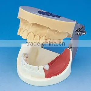 Typodont Orthodontic Model for Practicing Teeth Model Factory thumbnail-1