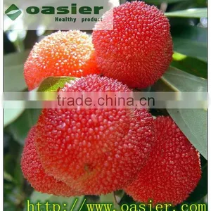 Natural 80%- 98% Myricetin Bayberry Extract thumbnail-1