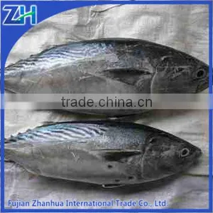 Frozen Bonito Fish Bonito Powder on Sale thumbnail-1