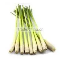 Organic Fresh Lemon Grass Young thumbnail-1