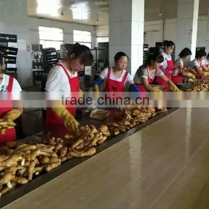 We Are Supply Dried Ginger With Good Price thumbnail-5