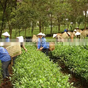 Vietnam Oolong Black Tea thumbnail-3