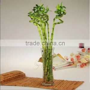 Chinese Guangdong Original Lucky Bamboo thumbnail-4