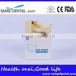 Dental Model School Teaching Dental Eduction Assitant No. DEA-15 4 Times Integrated Pathology Model thumbnail-5