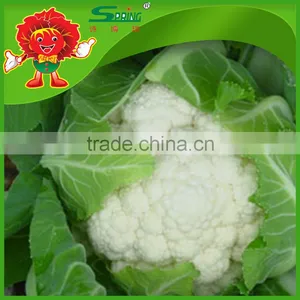 High Quality Cauliflower thumbnail-1