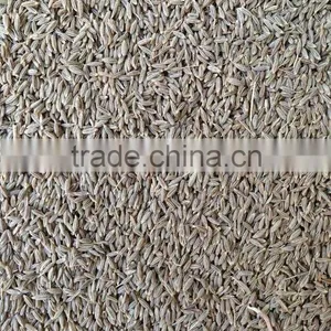 Cumin Seed Singapore Quality New Crop 2016 thumbnail-5